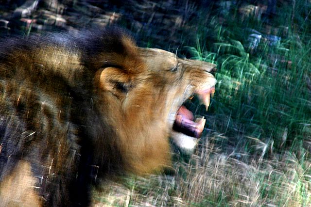 Lion roars